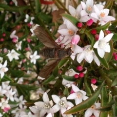 Comptosia stria (A bee fly) at Bellmount Forest, NSW - 14 Oct 2019 by KMcCue