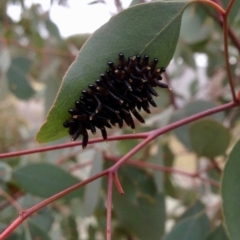 Pergidae sp. (family) (Unidentified Sawfly) at Bellmount Forest, NSW - 14 Oct 2019 by KMcCue