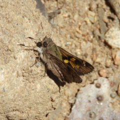 Trapezites phigalioides (Montane Ochre) at Tennent, ACT - 6 Oct 2019 by MatthewFrawley