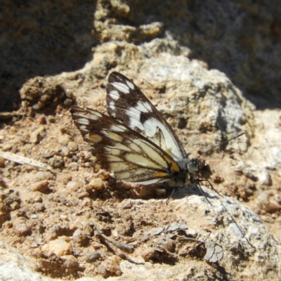 Belenois java (Caper White) at Tennent, ACT - 6 Oct 2019 by MatthewFrawley
