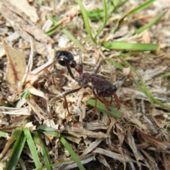 Myrmecia simillima (A Bull Ant) at Tennent, ACT - 5 Oct 2019 by MatthewFrawley