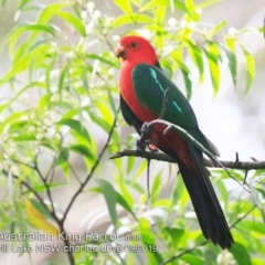 Alisterus scapularis (Australian King-Parrot) at Burrill Lake, NSW - 14 Sep 2019 by Charles Dove