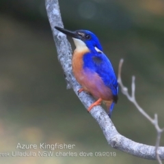 Ceyx azureus (Azure Kingfisher) at Ulladulla, NSW - 20 Sep 2019 by CharlesDove