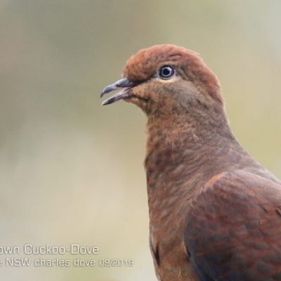 Macropygia phasianella (Brown Cuckoo-dove) at Burrill Lake, NSW - 15 Sep 2019 by CharlesDove