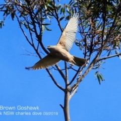 Tachyspiza fasciata (Brown Goshawk) at Mollymook, NSW - 14 Sep 2019 by CharlesDove