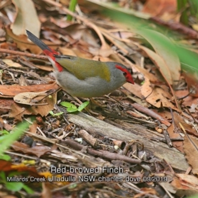 Neochmia temporalis (Red-browed Finch) at Ulladulla, NSW - 19 Sep 2019 by Charles Dove