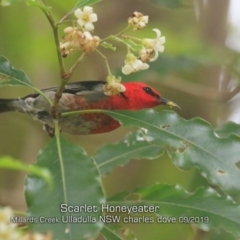 Myzomela sanguinolenta (Scarlet Honeyeater) at Ulladulla, NSW - 20 Sep 2019 by CharlesDove