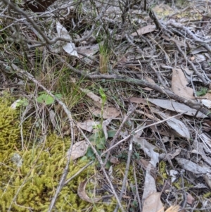 Hymenochilus sp. at Jerrabomberra, NSW - 14 Oct 2019