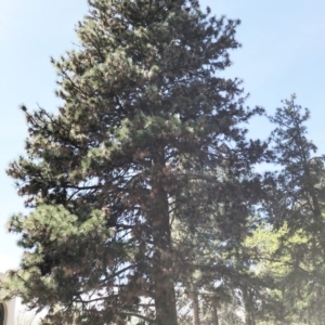 Pinus ponderosa at Yarralumla, ACT - 14 Oct 2019