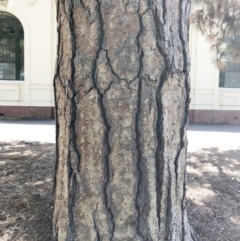 Pinus ponderosa at Yarralumla, ACT - 14 Oct 2019