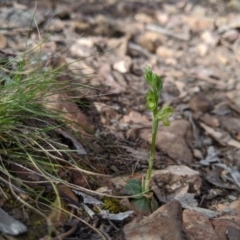 Hymenochilus muticus (Midget Greenhood) at Mount Jerrabomberra QP - 14 Oct 2019 by MattM