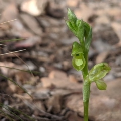 Hymenochilus muticus at Jerrabomberra, NSW - 14 Oct 2019