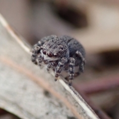 Maratus vespertilio (Bat-like peacock spider) at Spence, ACT - 14 Oct 2019 by Laserchemisty