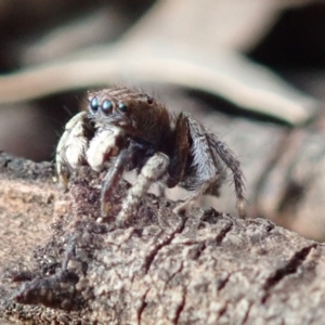 Maratus vespertilio at Spence, ACT - 14 Oct 2019