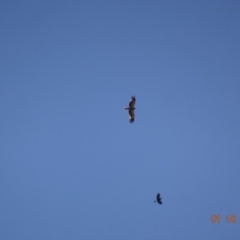 Haliastur sphenurus (Whistling Kite) at Deakin, ACT - 1 Oct 2019 by TomT