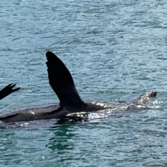 Megaptera novaeangliae at Bawley Point, NSW - 14 Oct 2019 by mel