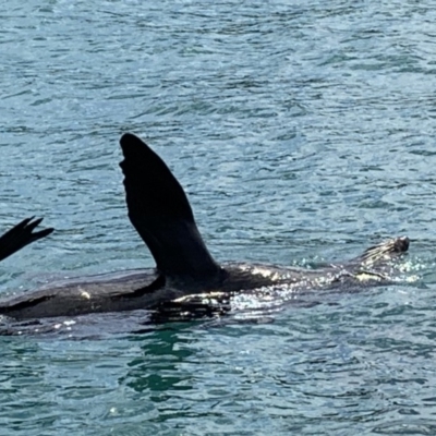 Unidentified Sea Mammal at Bawley Point, NSW - 14 Oct 2019 by mel