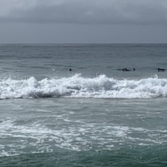 Dolphin-unknown species (Unidentified Dolphin) at Bawley Point, NSW - 7 Oct 2019 by mel