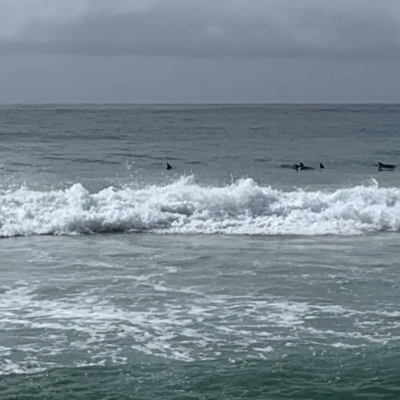Dolphin-unknown species (Unidentified Dolphin) at Bawley Point, NSW - 7 Oct 2019 by mel