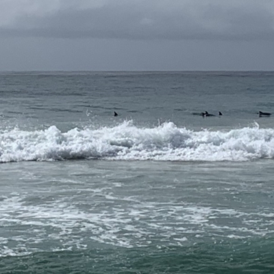 Dolphin-unknown species (Unidentified Dolphin) at Bawley Point, NSW - 6 Oct 2019 by mel