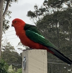 Alisterus scapularis (Australian King-Parrot) at Bawley Point, NSW - 7 Oct 2019 by mel