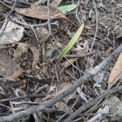 Caladenia sp. (A Caladenia) at Mount Jerrabomberra - 14 Oct 2019 by MattM