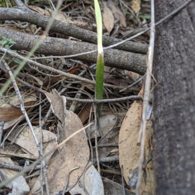 Caladenia sp. (A Caladenia) at Jerrabomberra, NSW - 14 Oct 2019 by MattM