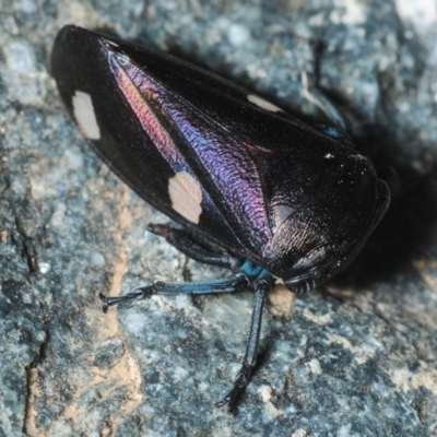 Eurymela distincta (Gumtree leafhopper) at Sth Tablelands Ecosystem Park - 12 Oct 2019 by Harrisi