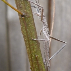 Zaprochilus australis (Twig-mimic katydid) at Aranda, ACT - 8 Oct 2012 by JanetRussell