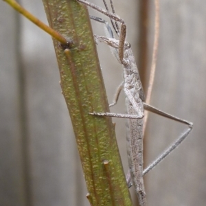 Zaprochilus australis at Aranda, ACT - 8 Oct 2012