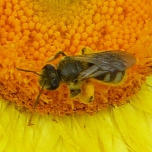 Lasioglossum (Chilalictus) sp. (genus & subgenus) at Aranda, ACT - 18 Nov 2012