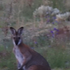 Notamacropus rufogriseus (Red-necked Wallaby) at Tuggeranong DC, ACT - 14 Oct 2019 by HelenCross