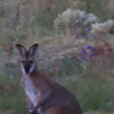 Notamacropus rufogriseus (Red-necked Wallaby) at Tuggeranong DC, ACT - 14 Oct 2019 by HelenCross