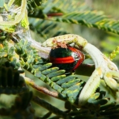 Calomela curtisi (Acacia leaf beetle) at Duffy, ACT - 13 Oct 2019 by HarveyPerkins