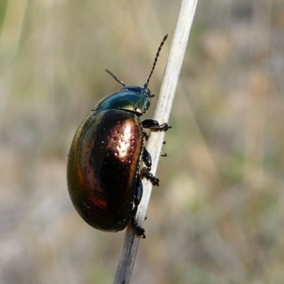 Chrysolina quadrigemina (Greater St Johns Wort beetle) at Duffy, ACT - 13 Oct 2019 by HarveyPerkins