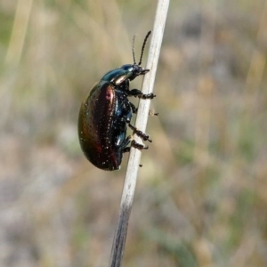 Chrysolina quadrigemina at Duffy, ACT - 13 Oct 2019 12:39 PM