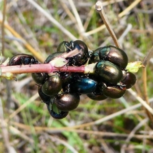 Chrysolina quadrigemina at Duffy, ACT - 13 Oct 2019 12:39 PM