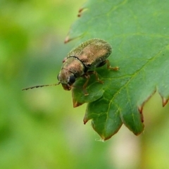 Eboo sp. (genus) at Duffy, ACT - 13 Oct 2019