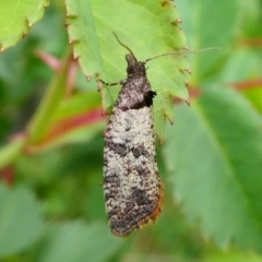 Rupicolana orthias (A tortrix or leafroller moth) at Duffy, ACT - 13 Oct 2019 by HarveyPerkins