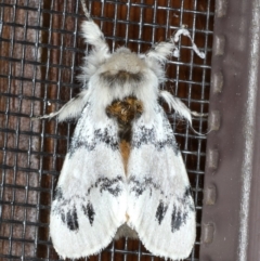 Iropoca rotundata (Iropoca rotundata) at Rosedale, NSW - 7 Oct 2019 by jb2602