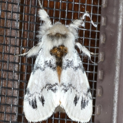 Iropoca rotundata (Iropoca rotundata) at Rosedale, NSW - 7 Oct 2019 by jb2602