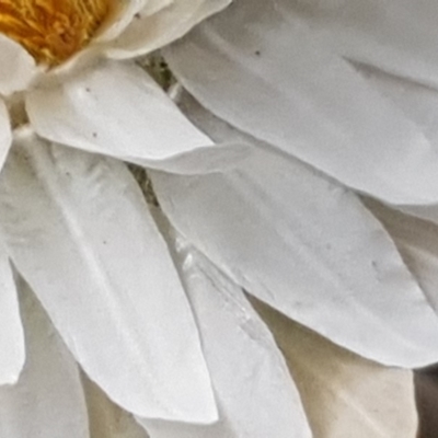 Leucochrysum albicans subsp. tricolor (Hoary Sunray) at Latham, ACT - 14 Oct 2019 by Jiggy