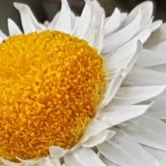 Leucochrysum albicans subsp. tricolor at Latham, ACT - 14 Oct 2019 01:04 PM