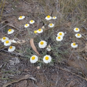 Leucochrysum albicans subsp. tricolor at Latham, ACT - 14 Oct 2019 01:04 PM