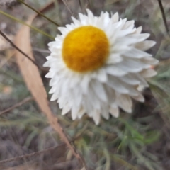 Leucochrysum albicans subsp. tricolor at Latham, ACT - 14 Oct 2019 01:04 PM