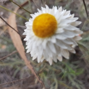 Leucochrysum albicans subsp. tricolor at Latham, ACT - 14 Oct 2019 01:04 PM