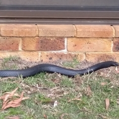 Pseudechis porphyriacus (Red-bellied Black Snake) at Wingecarribee Local Government Area - 10 Oct 2019 by Margot