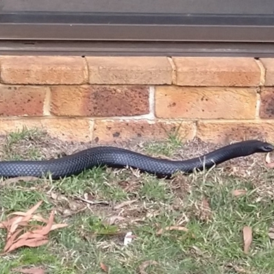 Pseudechis porphyriacus (Red-bellied Black Snake) at Wingecarribee Local Government Area - 10 Oct 2019 by Margot