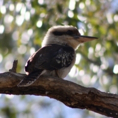 Dacelo novaeguineae (Laughing Kookaburra) at Deakin, ACT - 15 Oct 2019 by LisaH