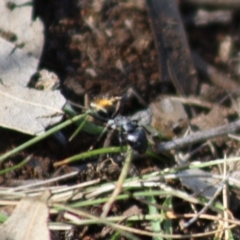 Camponotus aeneopilosus (A Golden-tailed sugar ant) at Red Hill, ACT - 15 Oct 2019 by LisaH